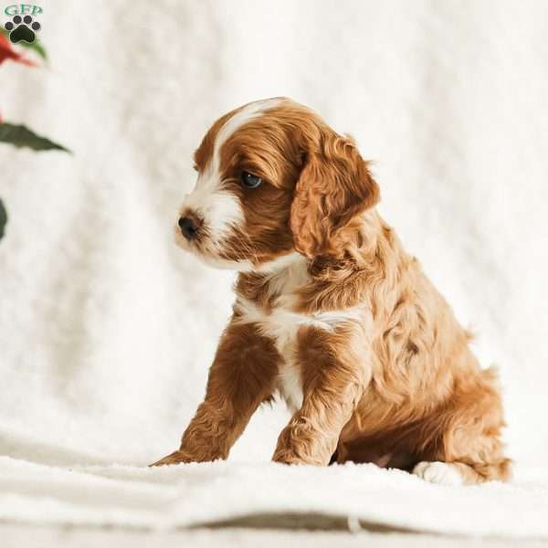 Dante, Cockapoo Puppy